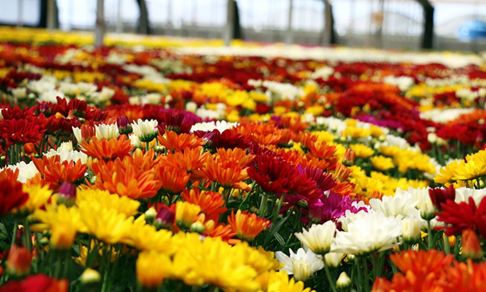 Com mais de 150 variedades de plantas, Bela Vista recebe Feira de Flores de Holambra