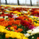 Com mais de 150 variedades de plantas, Bela Vista recebe Feira de Flores de Holambra