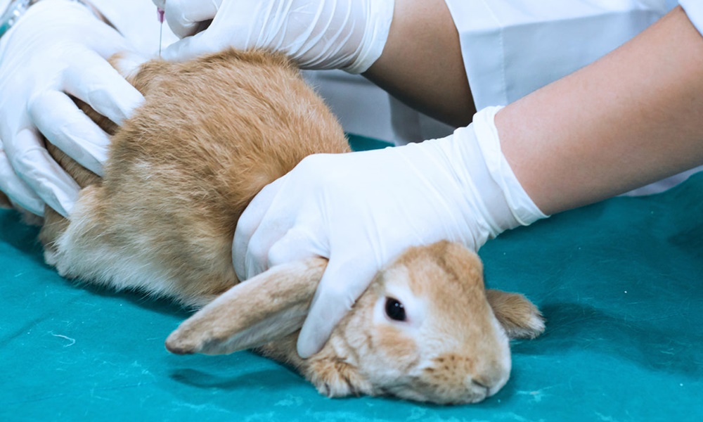 Governo federal proíbe uso de animais em testes para cosméticos e perfumes