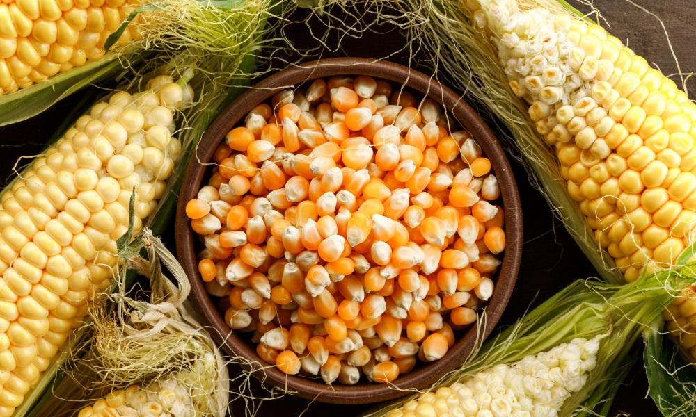 Culinária junina: conheça as qualidades nutricionais do milho e como escolher o alimento in natura