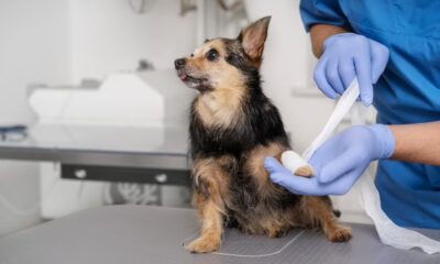 Transfusão de sangue pet: saiba a importância e como o seu animal pode ser um doador