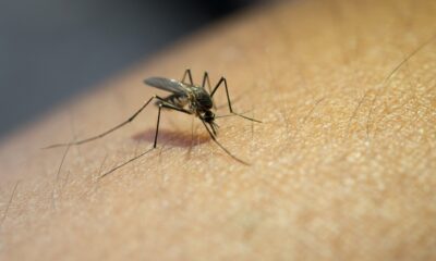 Camaçari registrou mais de 650 casos suspeitos de dengue no primeiro semestre