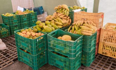 Terceira compra de alimentos pelo PAA 2023 beneficia cerca de 50 agricultores familiares