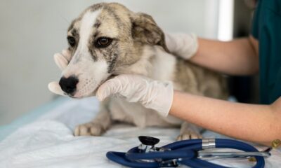 Médica veterinária alerta para perigos da leishmaniose em cães, gatos e humanos