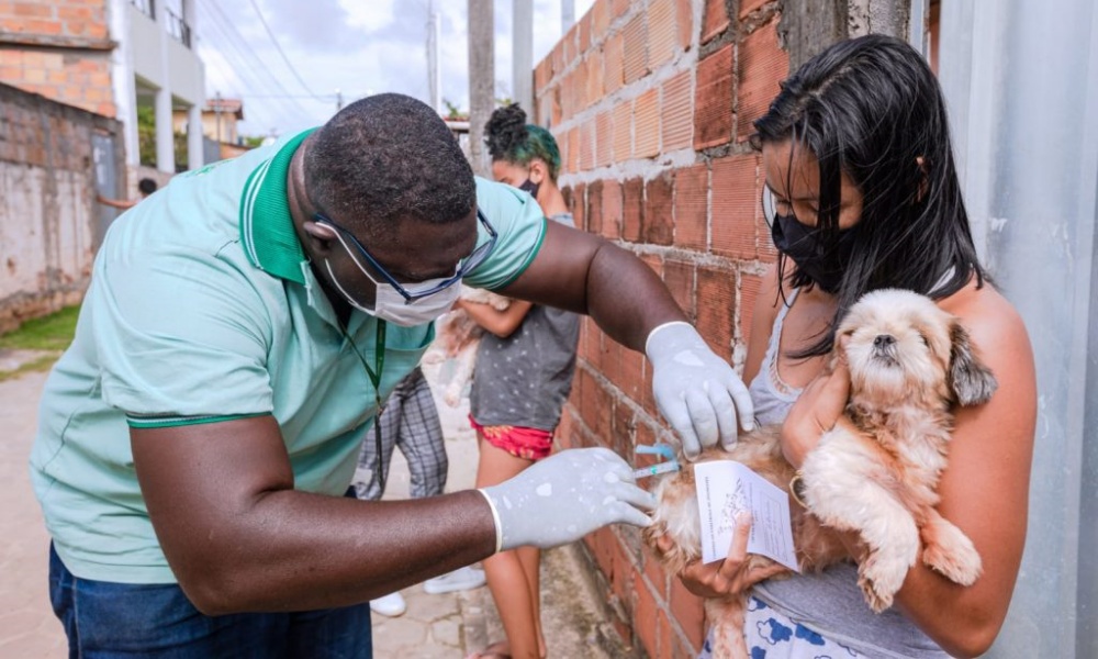 Campanha de Vacinação Antirrábica Animal ocorre nesta semana em Camaçari; veja locais