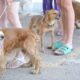 Gapar promove vacinação e vermifugação gratuitas para cães e gatos na Gleba B neste domingo