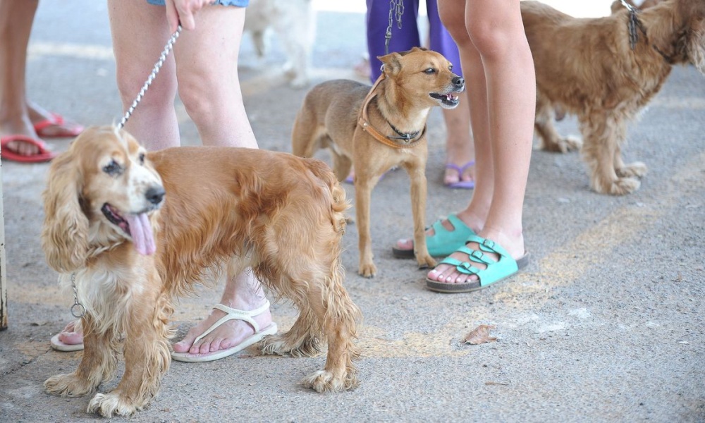 Gapar promove vacinação e vermifugação gratuitas para cães e gatos na Gleba B neste domingo