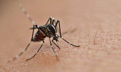 Casos de dengue aumentam cerca de 35,7% na Bahia; 46.234 ocorrências foram registradas até este mês