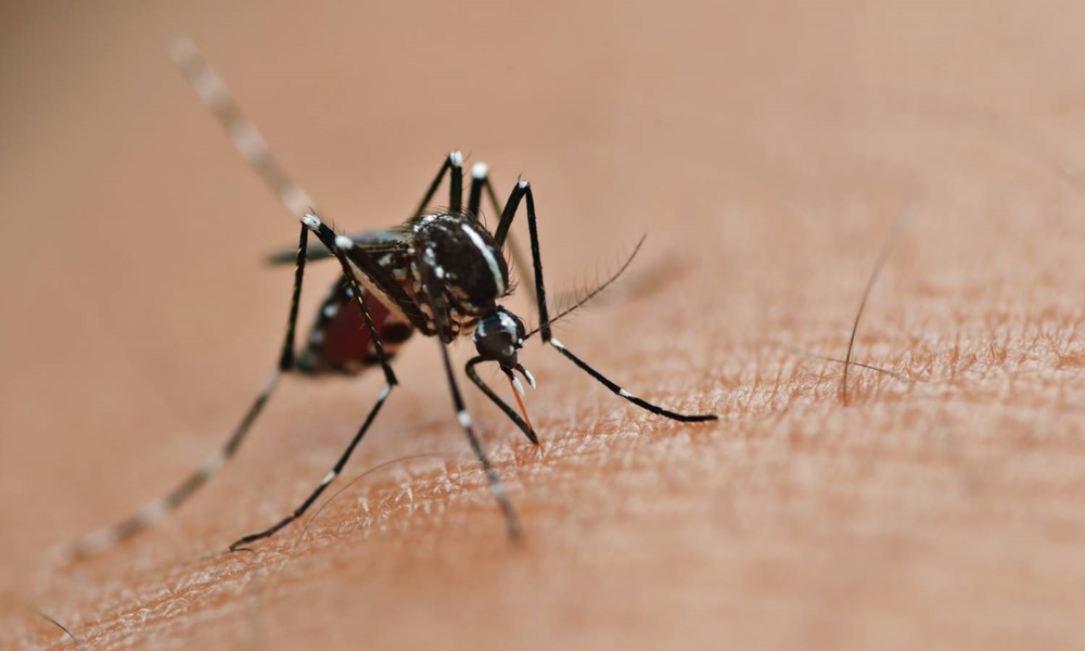 Casos de dengue na Bahia apresentam queda, aponta avaliação da COE
