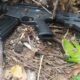 Fuzil, facão e celulares são encontrados em matagal ao lado do presídio de Salvador