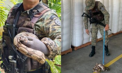 Polícia Ambiental resgata jiboias em Camaçari e Salvador