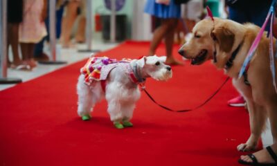 Shopping Bela Vista promove bloquinho de Carnaval para cachorros neste domingo