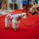 Shopping Bela Vista promove bloquinho de Carnaval para cachorros neste domingo