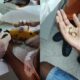 Bombeiros do 10° GBM retiram anel preso no dedo de adolescente em Dias d'Ávila; veja vídeo