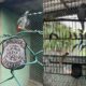 Operação Voo Livre combate tráfico de animais em Salvador e cidades da Região Metropolitana