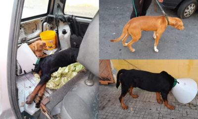 Bombeiros resgatam cachorros abandonados dentro de carro em Salvador
