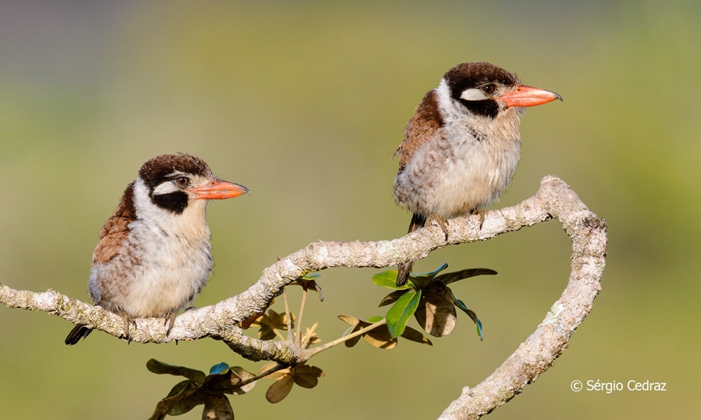 Fotógrafo de aves chama atenção para preservação da biodiversidade em Camaçari; veja fotos