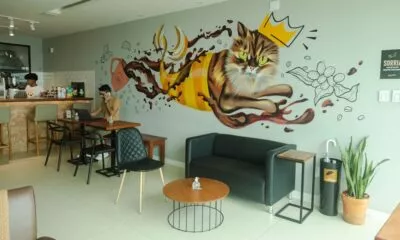Preta Cat Café oferece experiência afetiva com felinos em Salvador