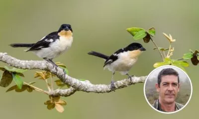 Fotógrafo de aves chama atenção para preservação da biodiversidade em Camaçari; veja fotos